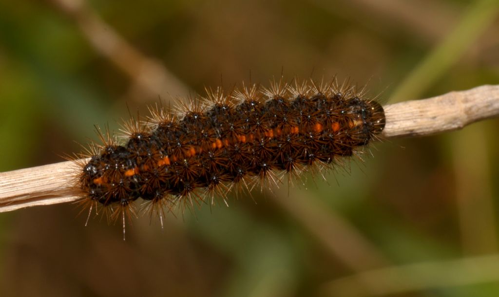 Bruco da identificare - Coscinia striata, Erebidae Arctiinae